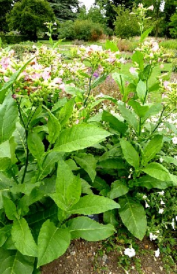 Nicotiana Tabacum Plant in Garden